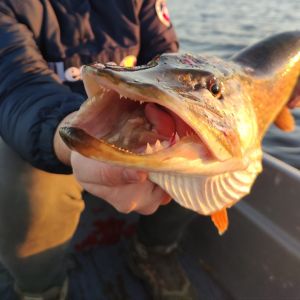 All_round_fishinglinus