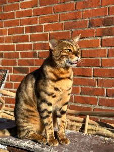 Profilbild