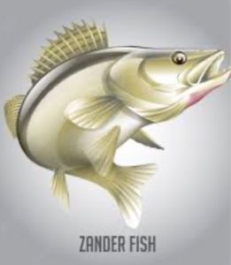 Zander Paul