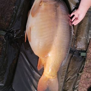 Leon_carp05