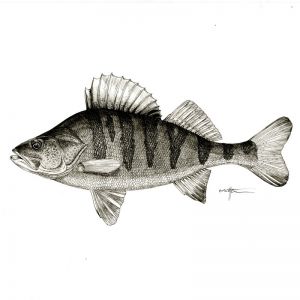 Vincent von Pöllnitz