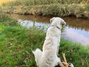 Eugen Lautenschläger