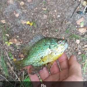 Sachsen-anhalt Angeler