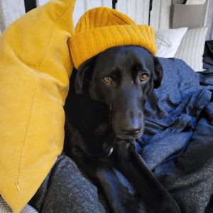 Profilbild