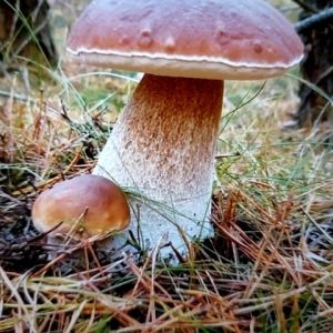 Profilbild