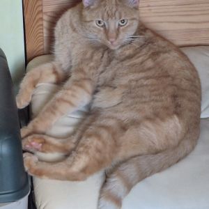 Profilbild