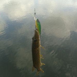 STREETFISHER