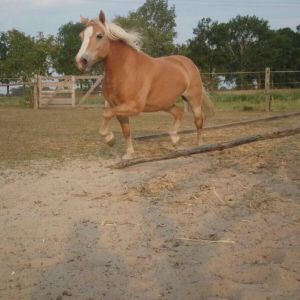 Profilbild