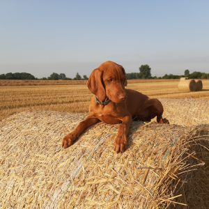 AueKicker