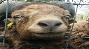 Profilbild