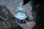 Stadtallendorfer Angler