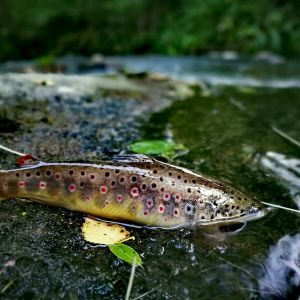 Der_Sachsenangler