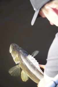 Ostfisch