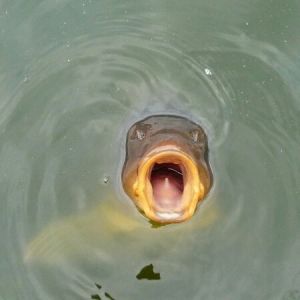 G.carp