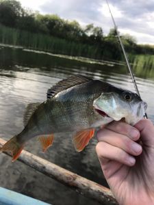 Arkalog FISCHING