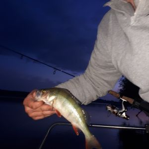 Profilbild