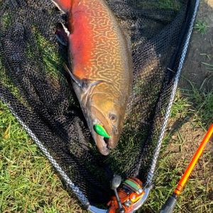 Master Of DISASTER 83