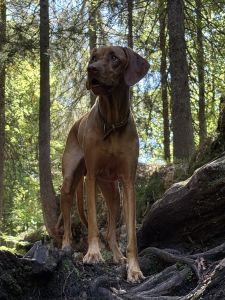 Profilbild