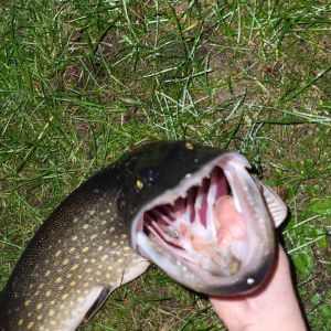 Profilbild