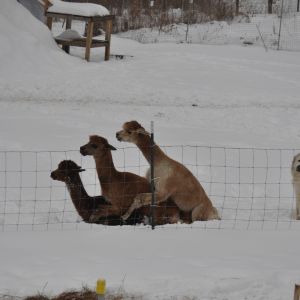 Sivio Maria Berlusconi