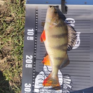 Tim Mehrprofi dein Angelladen