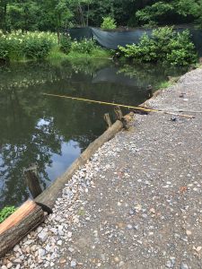 Angelpark/Teich der Afrowels besetzt in Rlp ALLE ANGELN