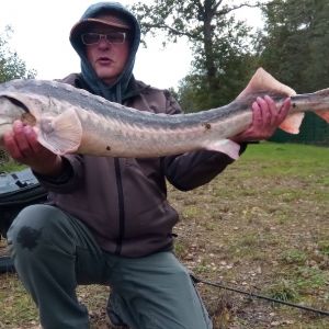 Big Carp MS