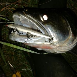 Zander71