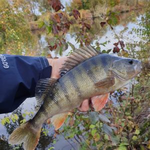 420_Perch