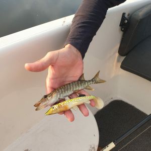 Dr.spoonfishing