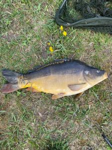 Almfischer Weiher Alle Angeln