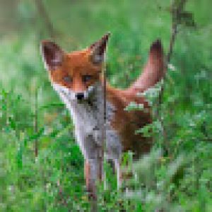 Profilbild