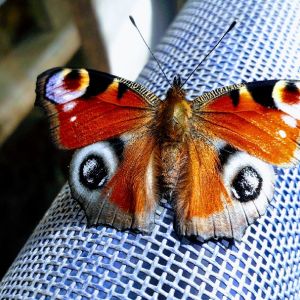 Fisherman's Friend 1