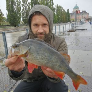 Fischverrückt