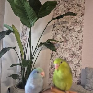 Profilbild