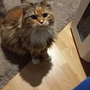 Profilbild