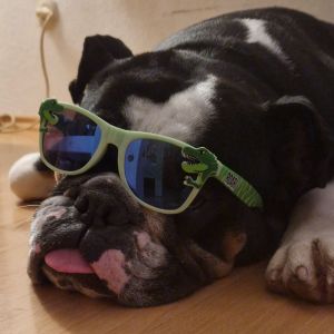 Profilbild