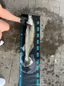 OP-Fishing