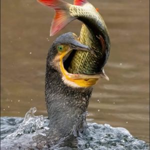 Profilbild