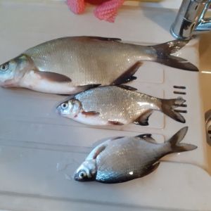 BigBiggi