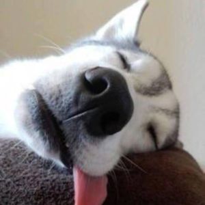 Profilbild