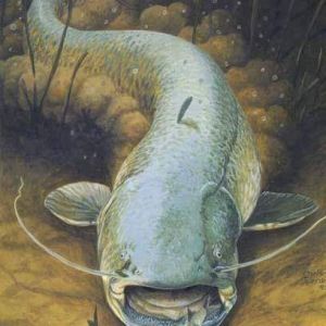 Winter Angler