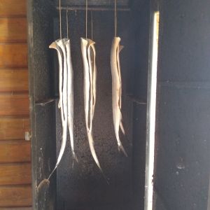 esox36