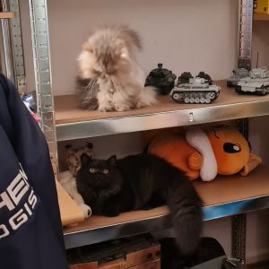 Profilbild