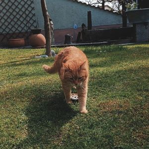 Profilbild