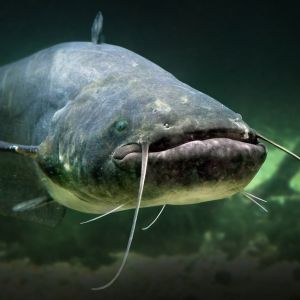 Profilbild