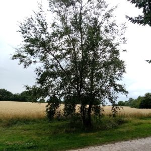 Profilbild