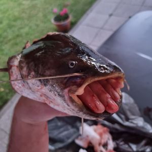 Profilbild