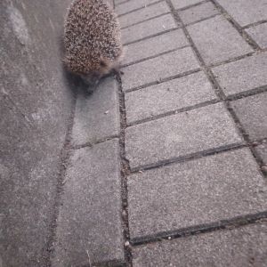 Profilbild