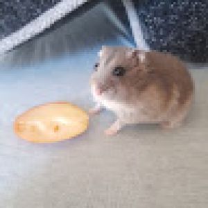 Profilbild